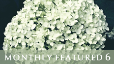 Monthly Featured