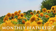 Monthly Featured