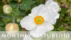 Monthly Featured