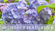 Monthly Featured