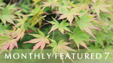 Monthly Featured