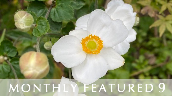 Monthly Featured