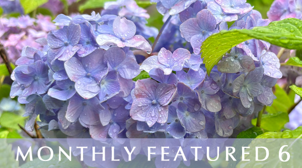 Monthly Featured