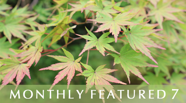 Monthly Featured